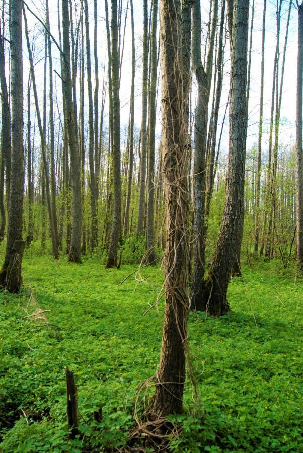 Losiowate Gospodarstwo Agroturystyczne Rybaki  Exteriér fotografie