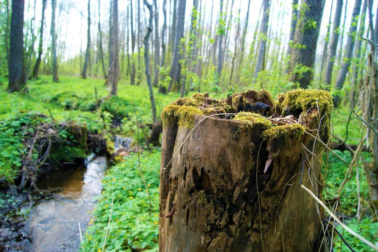 Losiowate Gospodarstwo Agroturystyczne Rybaki  Exteriér fotografie