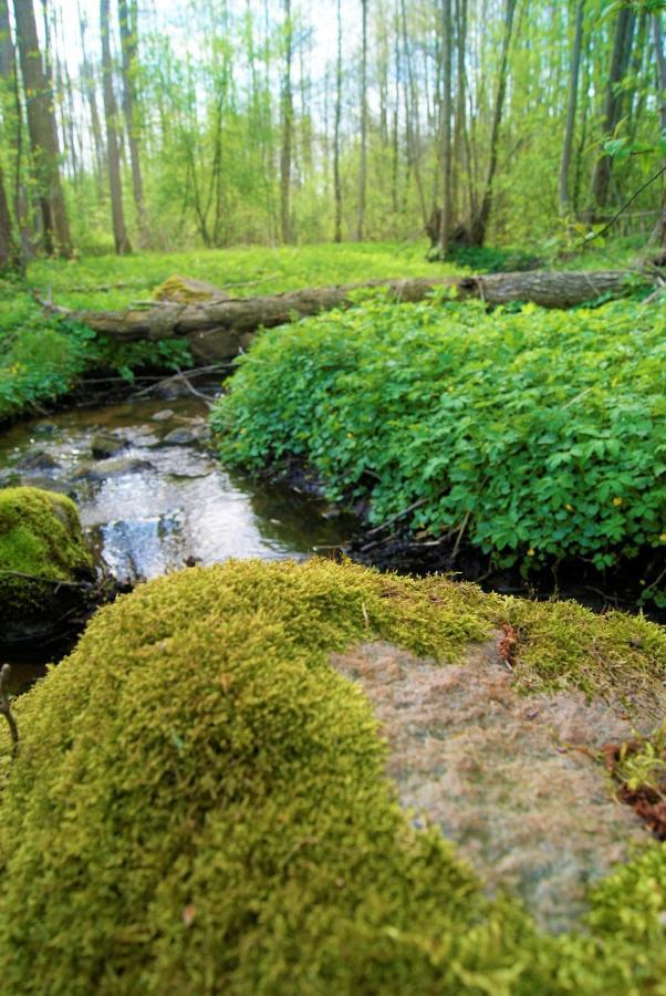 Losiowate Gospodarstwo Agroturystyczne Rybaki  Exteriér fotografie