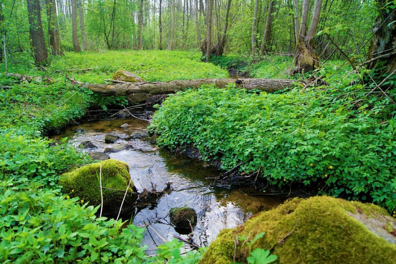 Losiowate Gospodarstwo Agroturystyczne Rybaki  Exteriér fotografie