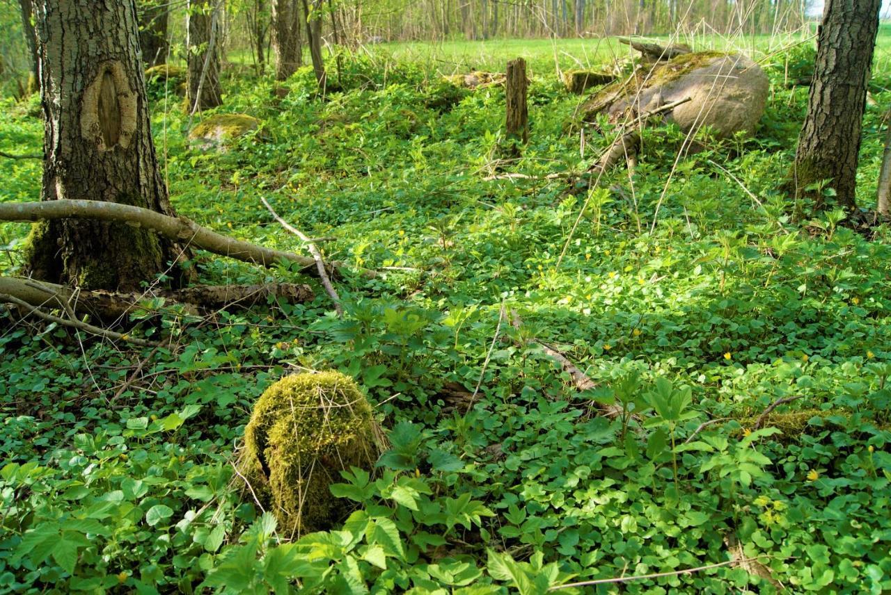 Losiowate Gospodarstwo Agroturystyczne Rybaki  Exteriér fotografie