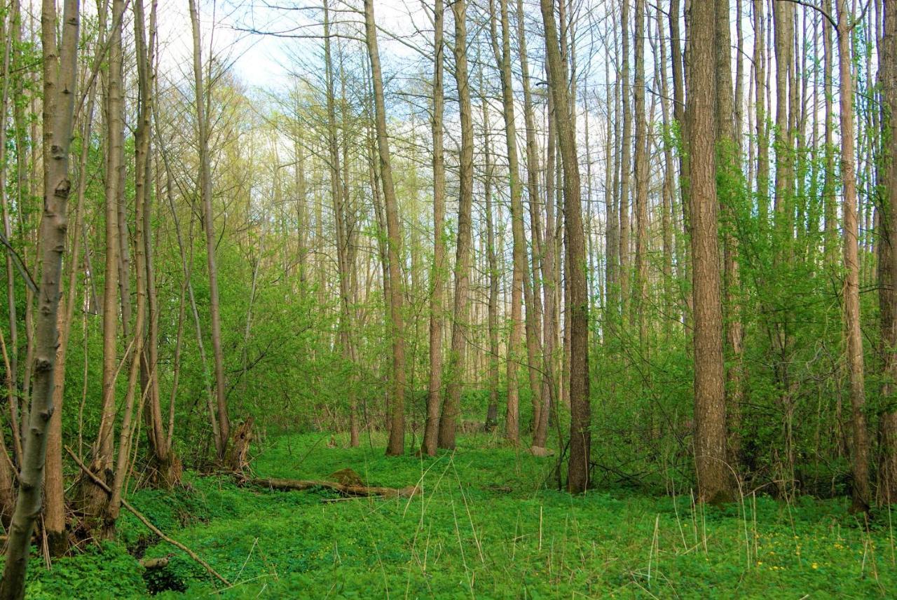 Losiowate Gospodarstwo Agroturystyczne Rybaki  Exteriér fotografie