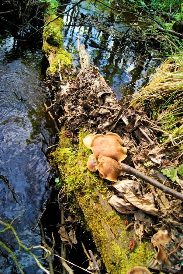 Losiowate Gospodarstwo Agroturystyczne Rybaki  Exteriér fotografie
